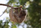 Animaux aux lettres rares : à la découverte du Q et du U