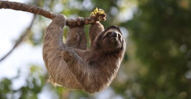 Animaux aux lettres rares : à la découverte du Q et du U