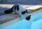 Piscine propre