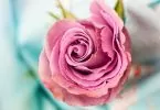 Ce que disent les fleurs