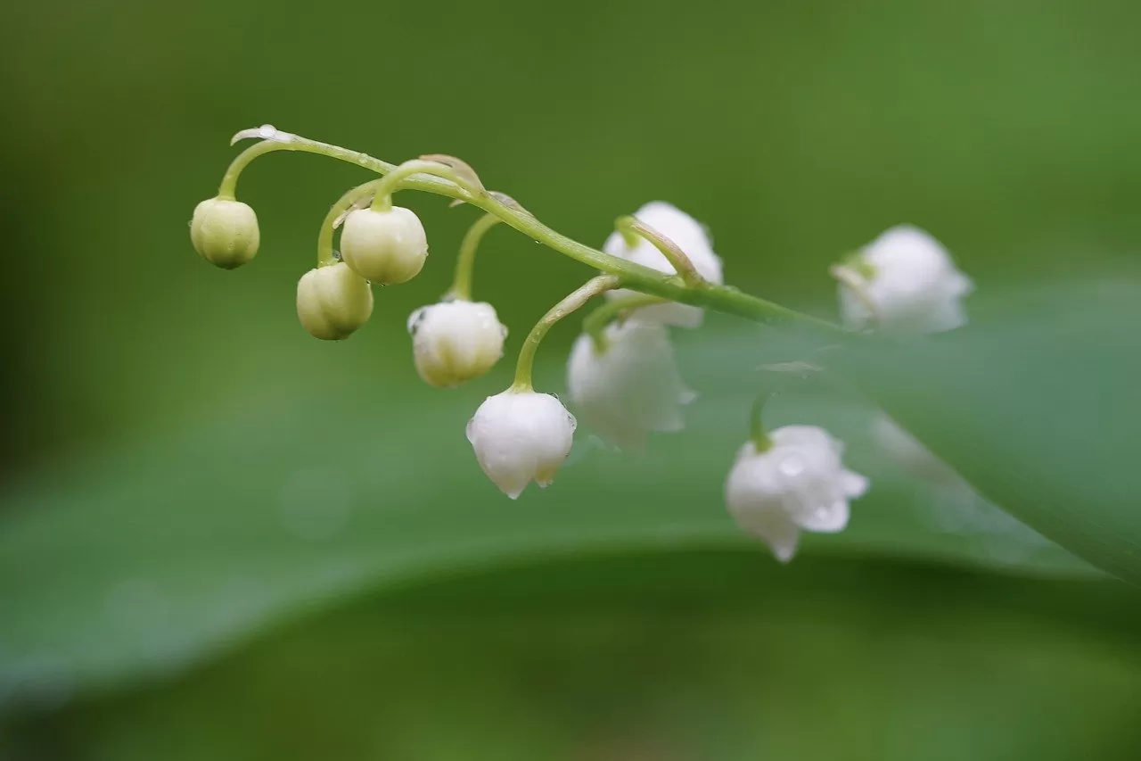 muguet