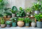 Quels sont les avantages des plantes d’intérieur pour la décoration de la maison ?