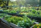 Aménager un potager pratique et esthétique dans votre jardin