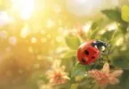 Que signifie la coccinelle et ses symboles ?
