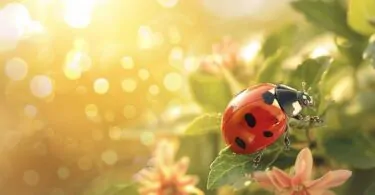 Que signifie la coccinelle et ses symboles ?