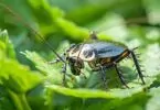 Reconnaître et éliminer le cafard noir dans votre jardin