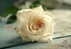 Signification de la rose blanche