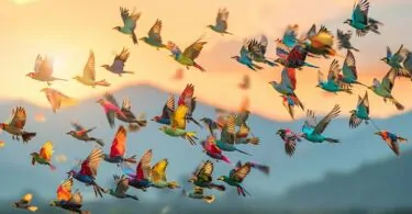 Signification spirituelle du vol d&rsquo;oiseaux en groupe