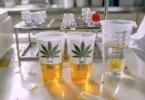 Tests urinaires : détection de THC et CBD à connaître
