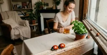 Coccinelles dans la maison signification