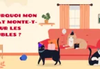 Pourquoi mon chat monte sur les meubles