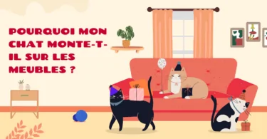 Pourquoi mon chat monte sur les meubles