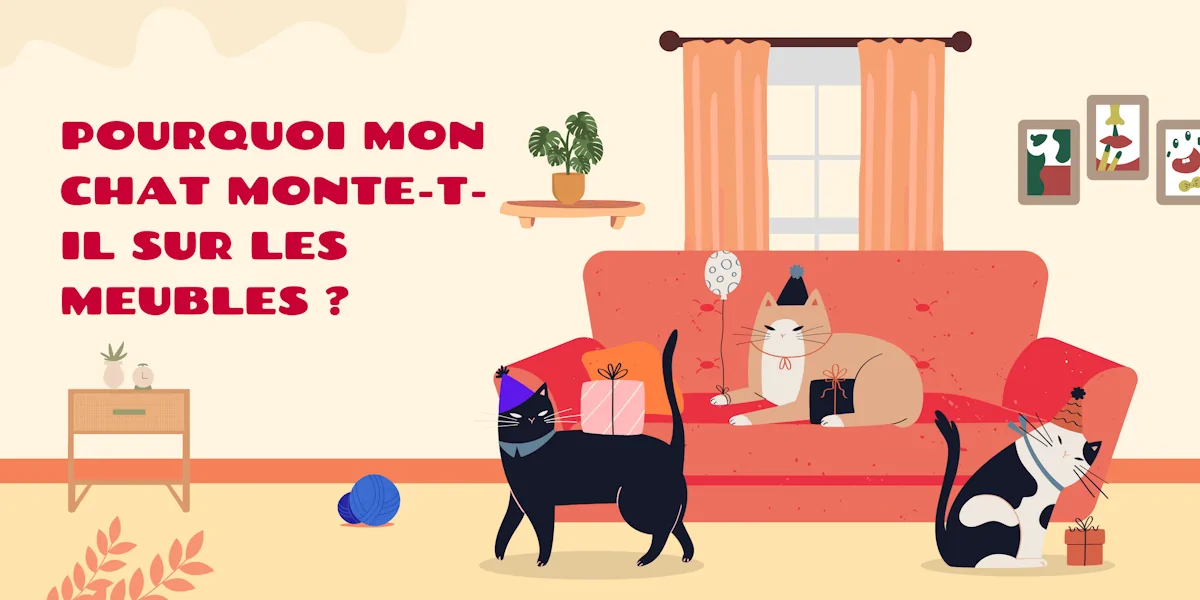 Pourquoi mon chat monte sur les meubles